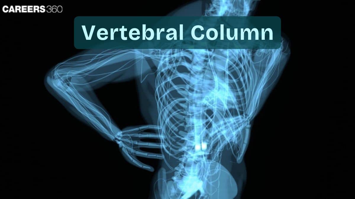 Vertebral Column: Function, Anatomy, Structure, Topic
